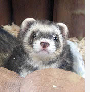 Ferret