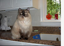 cat on counter
