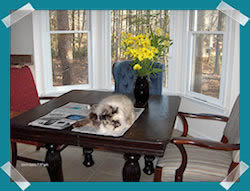 cat on desk