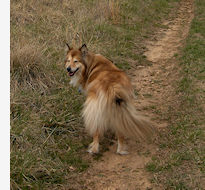 dog in field