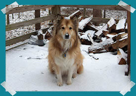 dog in snow